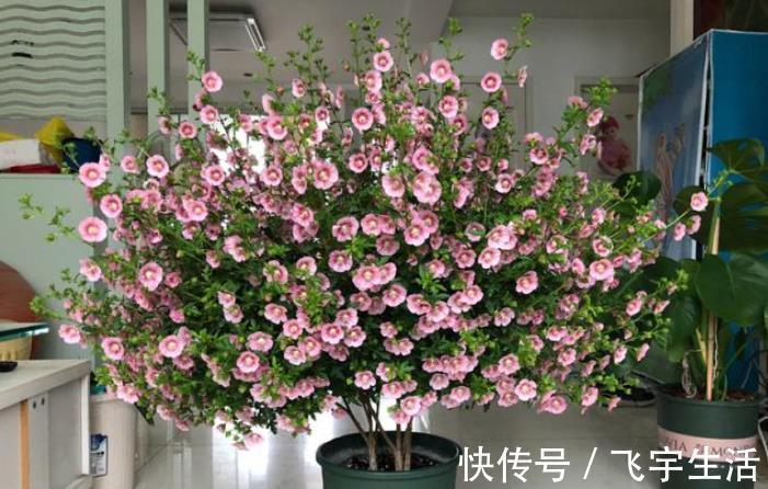 室内养花必备4种“水”，才能不黄叶、不烂根，啥花都敢养！