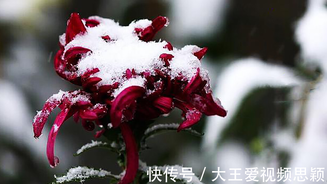 观沧海!他终身未娶,一首咏菊诗流传千古,其中14字大多数人都会背