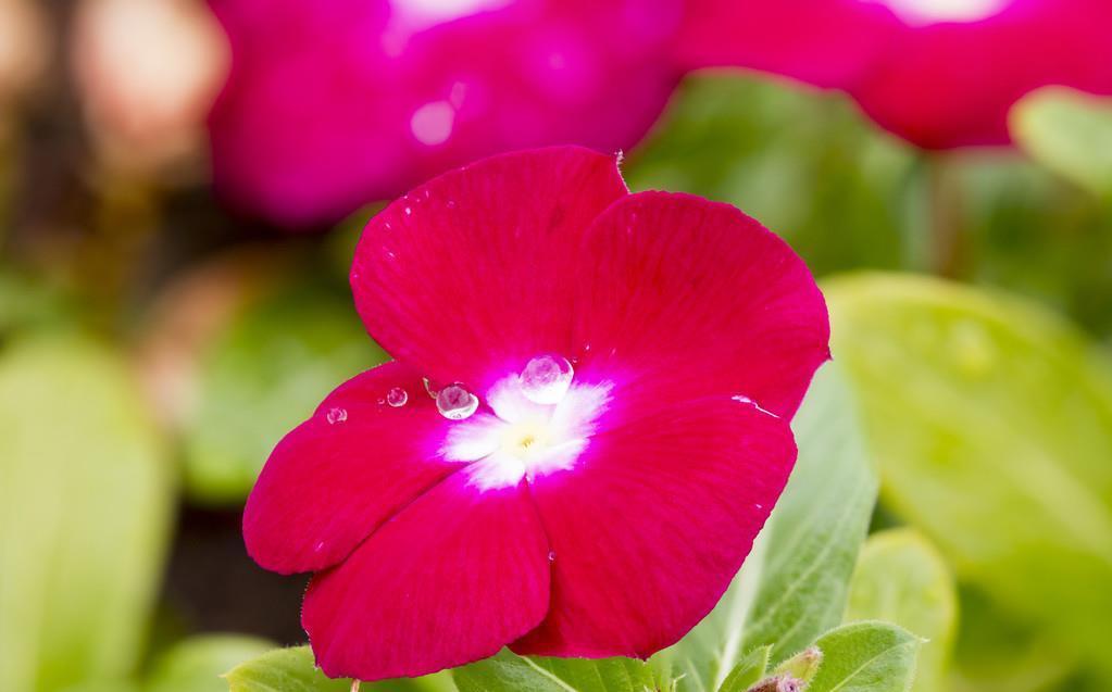 房前屋后都有的它,一年四季,花开不断,非常接地气