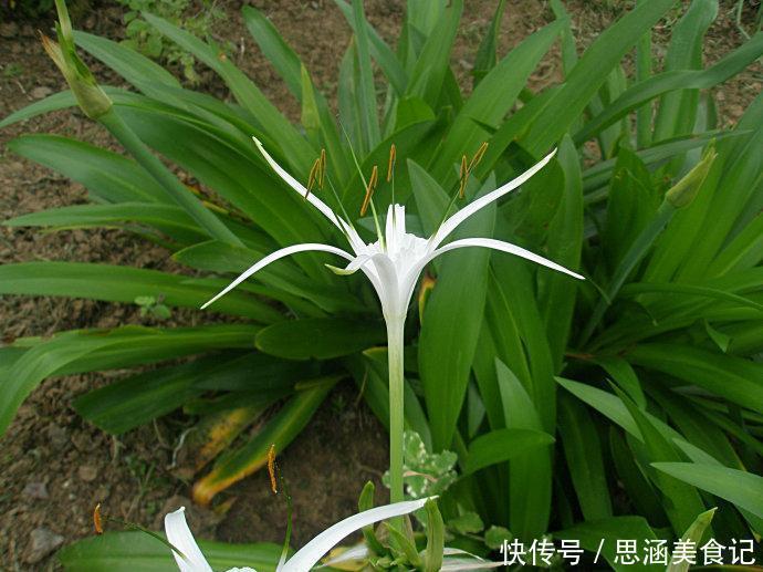 蕉叶|一个治脚崴伤的神奇中草药,当天用,第二天脚就能下地走路了