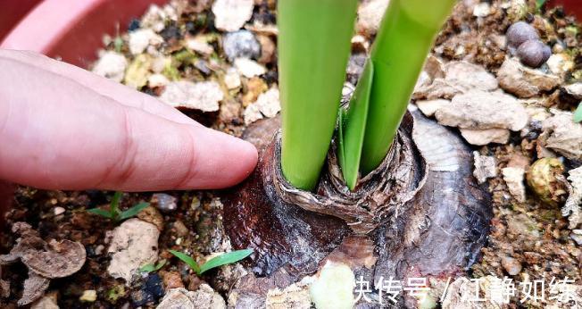 养花草十年了,朱顶红我只选这几种,好养还很好看