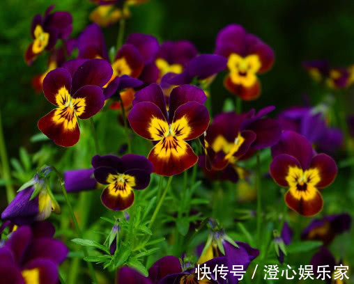 浇水量|三色堇怎么养开花多教你3个小妙招,三色堇花色鲜艳更繁多