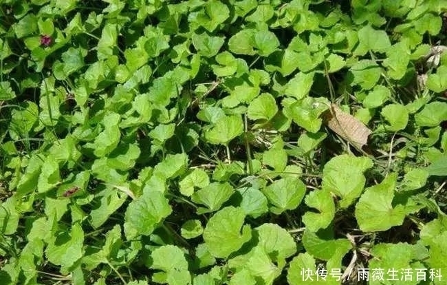 农村有种野草,可凉拌吃可药用30元一斤,农民却不知当杂草除掉