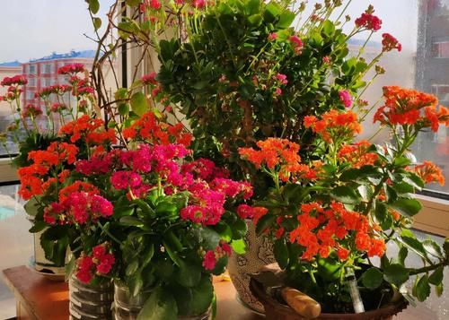 “懒人”养花，没有时间、精力照顾，盆栽花草就选这“4样”