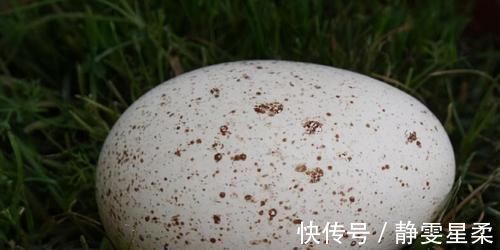 滋阴润肺|冬天不想大肚腩,常吃3种食物,滋阴润肺,排毒清肠,甩掉小赘肉