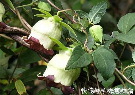 山萝卜|大山里的“野萝卜”,看到是福气,很珍贵,不要一次挖完,需保护