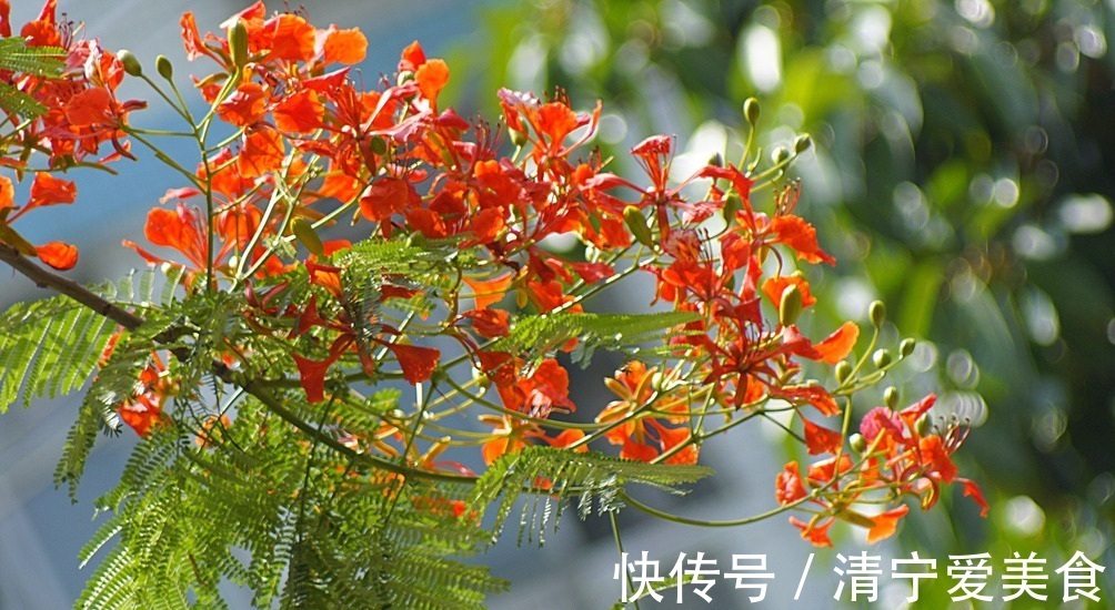 此花是代表了离别和思念的花，是夏日的分别，也是夏日的悲伤