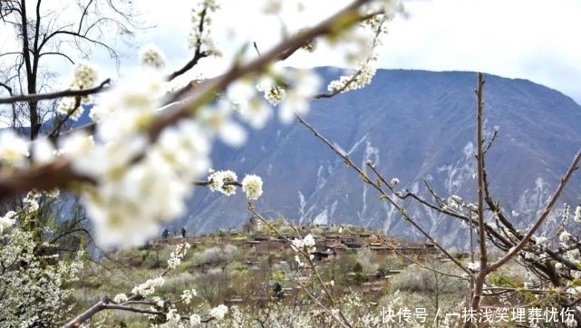 甜樱桃花开十里，云朵上花季来啦！|汶川100景 | a5313