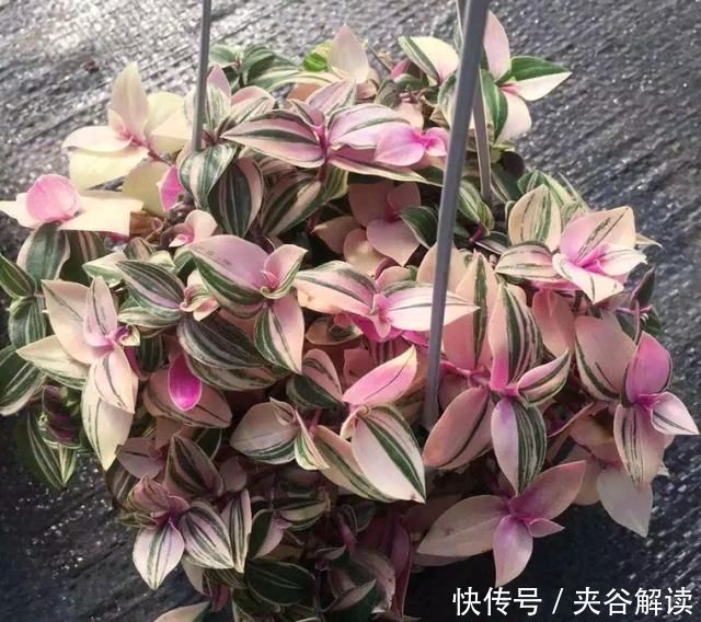 秋老虎|爱花就养一盆“网红吊兰”,叶片自带甜蜜梦幻,比吊兰大气上档次