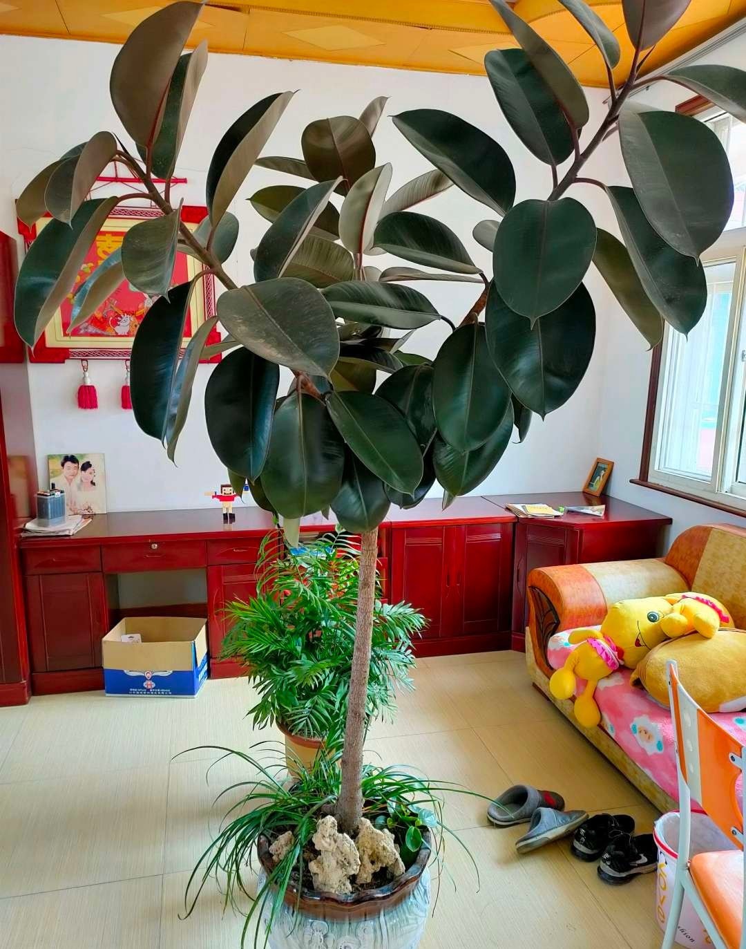 空气|这6种花,是净化空气的小能手,为了健康,家里一定要放一盆