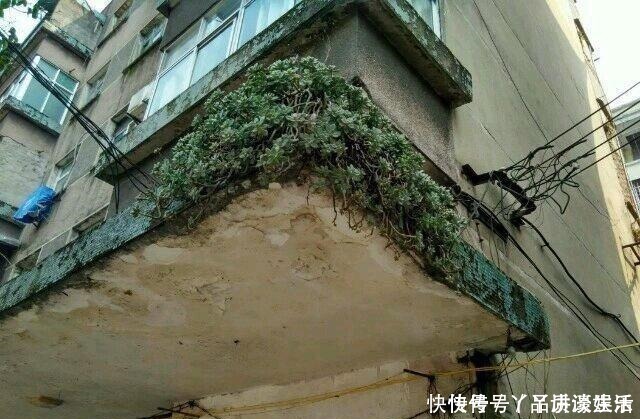 冬美人|此种“多肉”，干不死冻不死，一年四季无人管也疯长，路边常见！