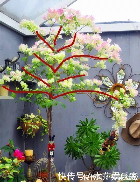 月季|这3种花现在修剪,下个月花苞满头,今年能开5、6次