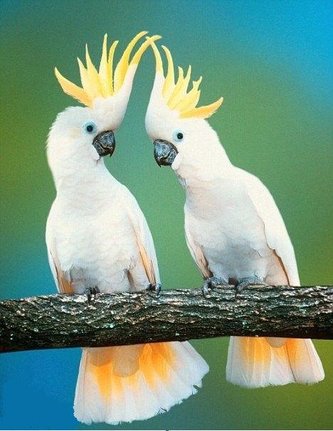 动物图集 小葵花凤头鹦鹉 快资讯