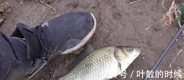 初冬野钓大鲫鱼,聚鱼留鱼很关键,把握好这2点,“爆护”并不难