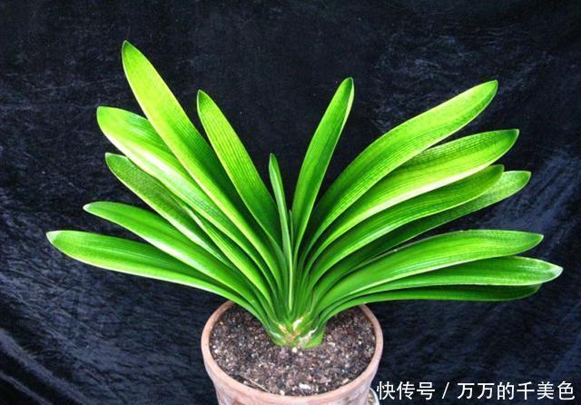 高手|高手养君子兰，1片叶子长1株，蘸点它2周窜白根，3年养200棵