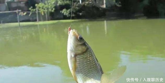 全是|小鱼闹窝就不钓了记牢老钓友这“妙招”,上钩的全是大鱼,莫忽视