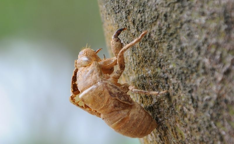 简明中医皮肤病学|大山里流行的“风疹方”!两味药,治荨麻疹随手就用,药廉效不廉
