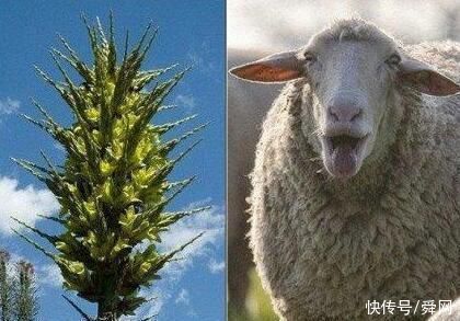 恐怖、凶残，会吃动物的植物大盘点