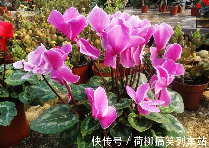 春天买花要谨慎,4种花“夏必死”,新手绕开走,别白花钱