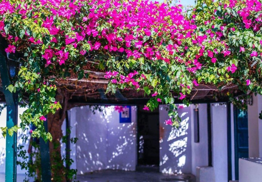 家养“开花王”,花比叶子多,比风铃草好看,比菊花好养,开全年