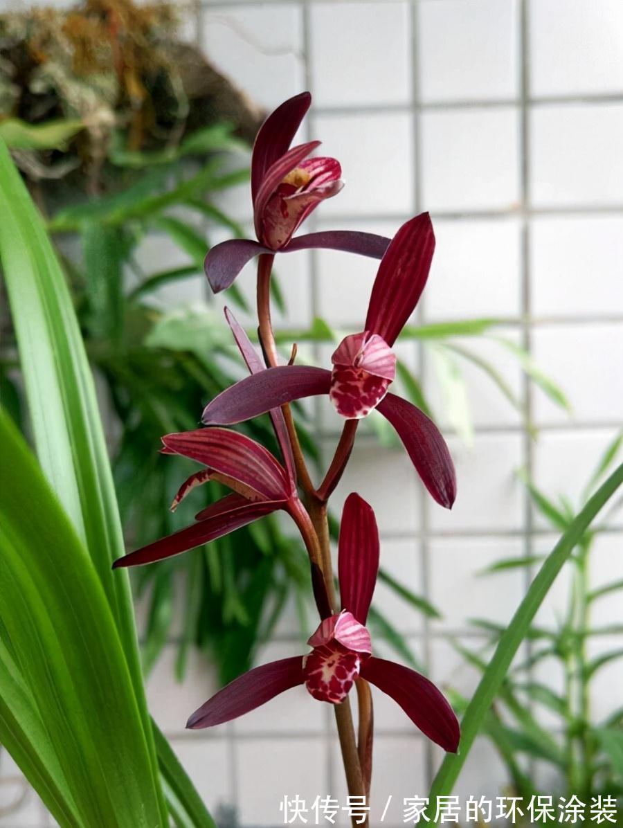 花卉|花卉比对,国兰与洋兰的区别,藏红花与番红花是一种吗?