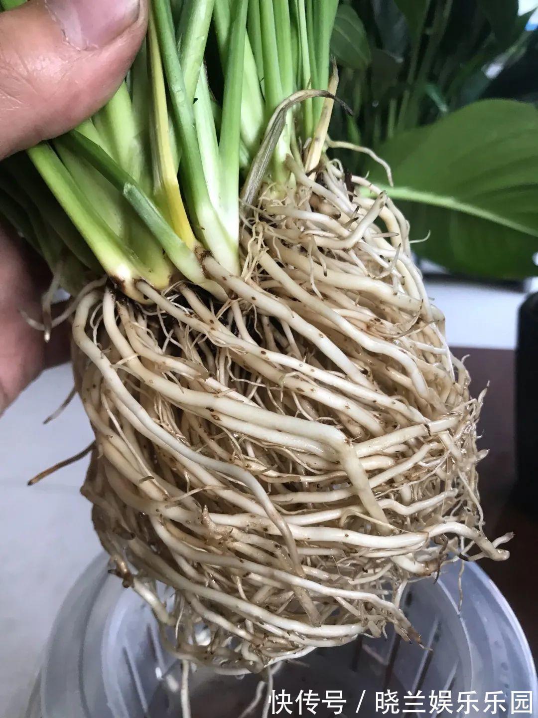 绿萝|最难养的7种花,丢水里反而蹭蹭长,根系长满瓶!