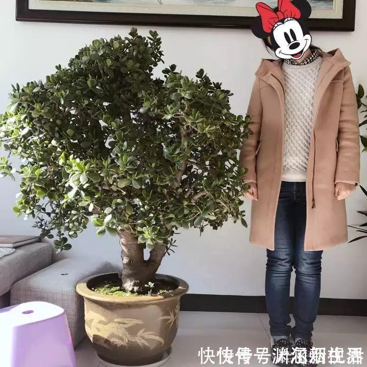 会养花的人都选它,耐旱又好活,2年养成小树桩!