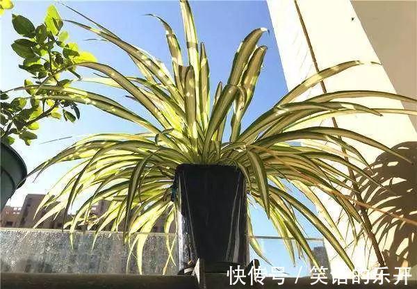 冬季花卉黄叶原因大盘点,看看你的花花中招了没