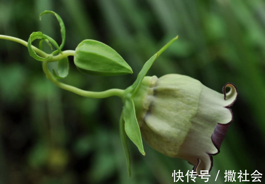 根茎|农村这种野草,根茎价值比人参高,农民拿它煲汤,现1斤卖上千元