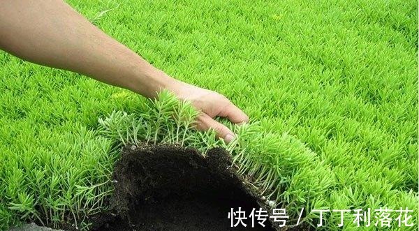 佛甲草|佛甲草能长多长!
