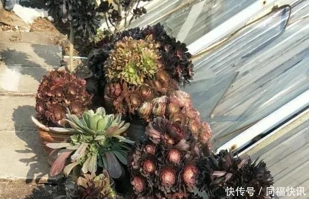 雨淋|阳台上的一盆多肉植物“撑裂”成这个样子我以为只是淋雨淋的