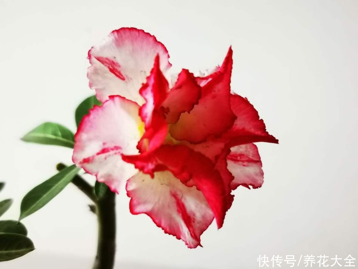 能长成“小树”的多肉，养得越久长得越壮，老桩看着真喜人