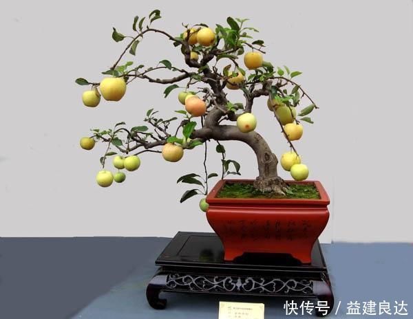 极品水果盆景,这辈子能有一盆,就值了