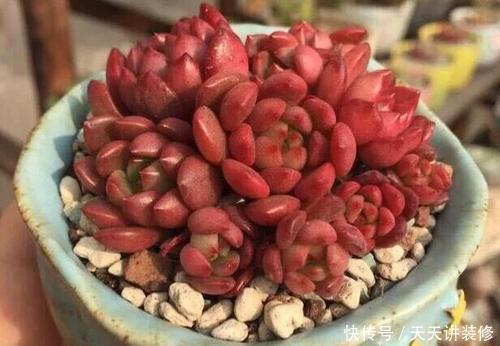 花友|美美的多肉红宝石，颜色鲜红长成手捧花，原来是这样养出来的
