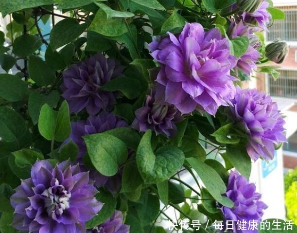 家有小阳台,就养“4种花”,春夏秋冬轮着开,365天都赏花!