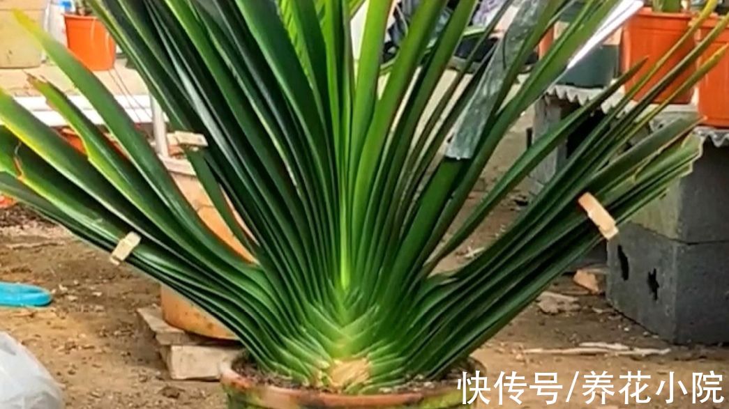 10月养君子兰,勤用“4种花肥”,植株长势旺,有助于开花