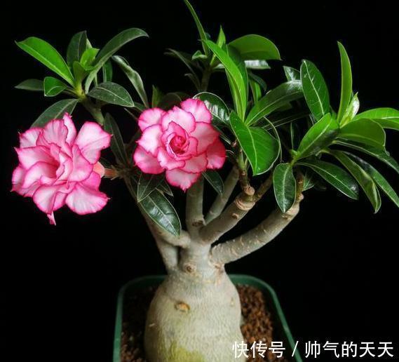 新手养沙漠玫瑰,满足它的“小爱好”,一盆养十年,年年开满花