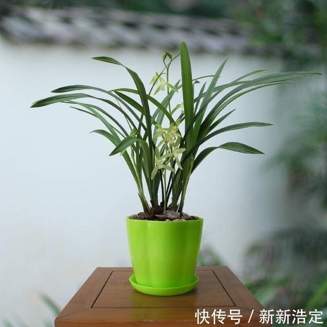 一番话|养兰花究竟有多难?听了王姐一番话才知道,原来的养护方法都错了