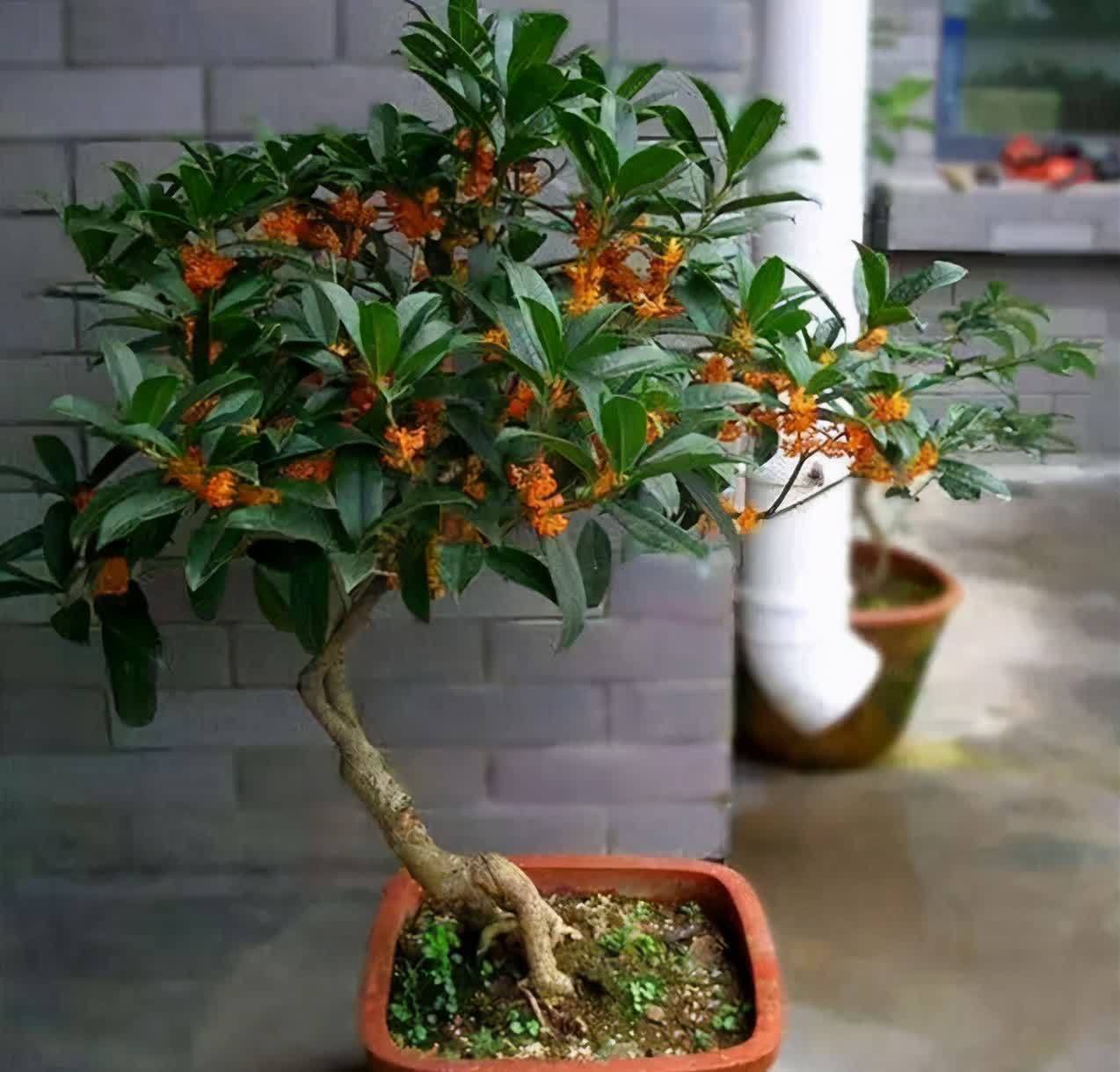 门前栽桂花,人前显富贵!新买的做好4点,缓苗快,花满枝