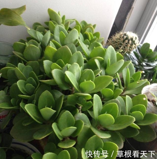 玉树冬天这么养，不掉叶不烂根，越长越高，叶片肥厚绿的闪光