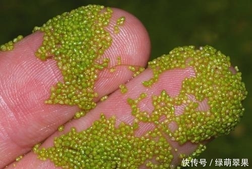 体重只|大千世界,十个最小记录,真是不能再小了