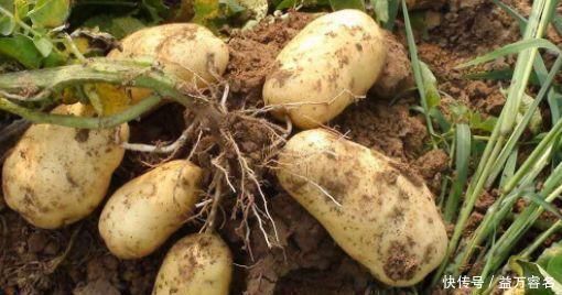 2害|土豆百利但有2害,危害极大,很多人不清楚,直到现在才明白