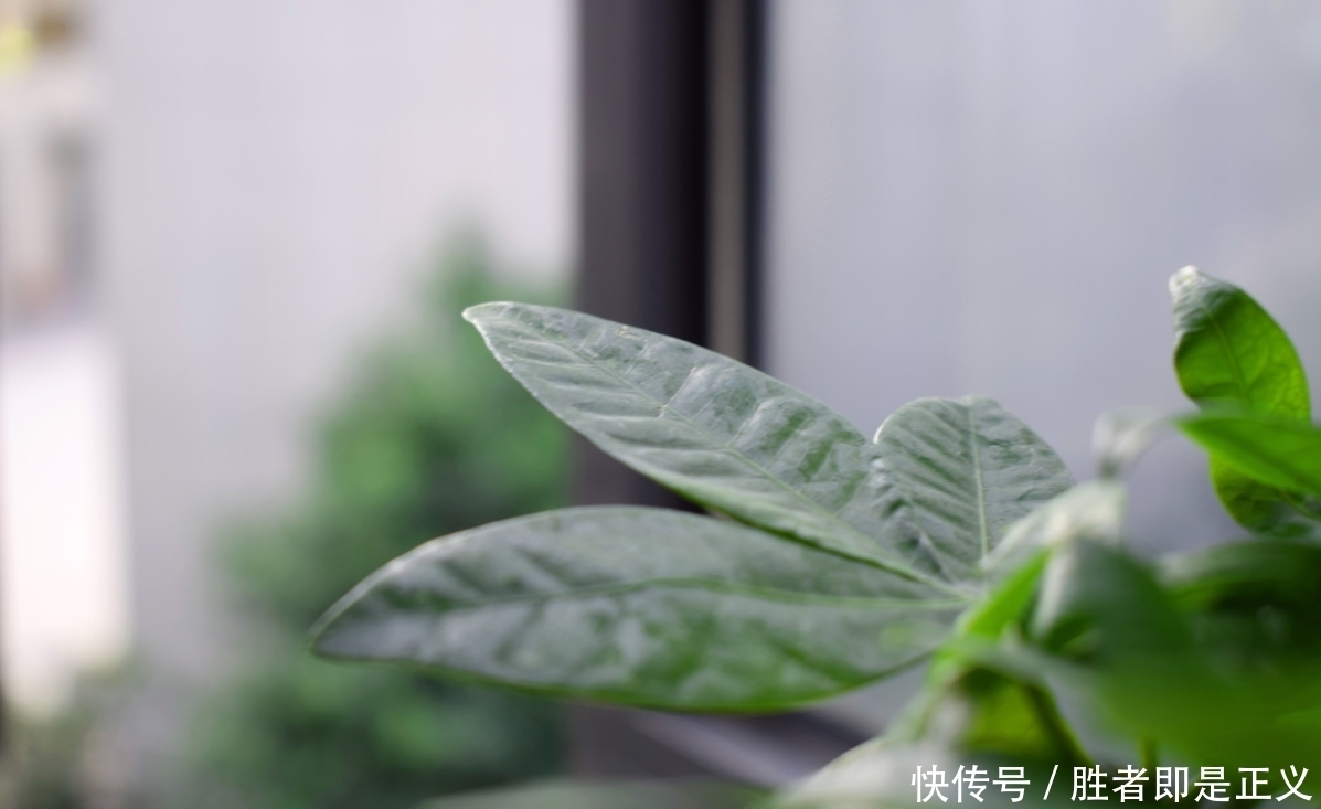 发财树冬天过冬有3怕,避开就能安全过冬!四季常绿净化空气