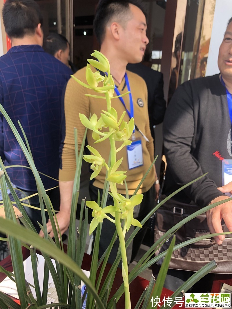 低温|兰花一直不开花与春化有关，与植物春化又不同，可以试下另外两种方法