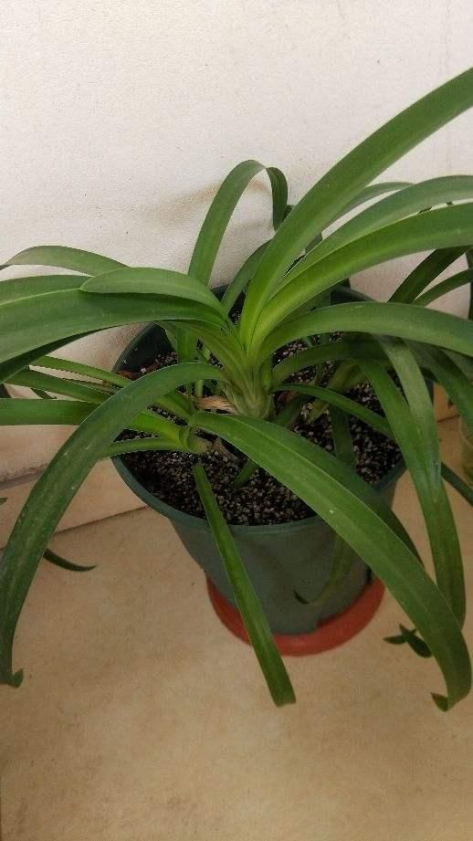 百子莲|这花被误认为“蓝色君子兰”,开花特漂亮,一根枝能开50朵花