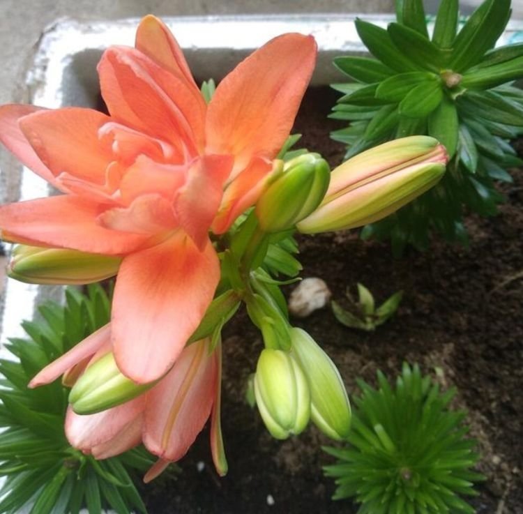 养花就养个花期长的，花大色艳，花朵烂漫迷人，美爆了