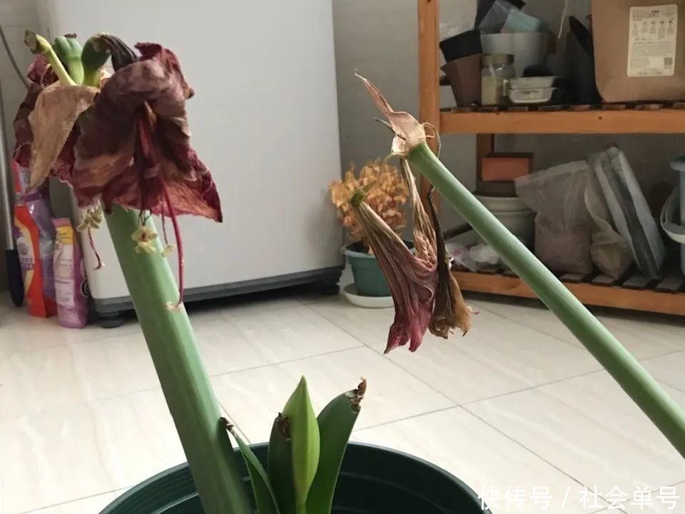 营养液|朱顶红埋土里，如何能年年开花，球变大、变多？