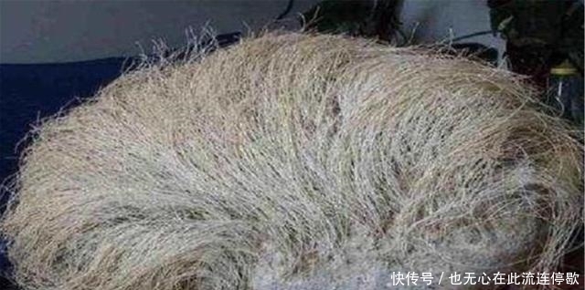 直呼|农村老人捡到长满白发的石头,专家见了直呼:立刻封锁整个村庄
