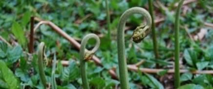 此种“杂草”曾满山都是，被称为野菜之王，如今野生已难寻，可惜