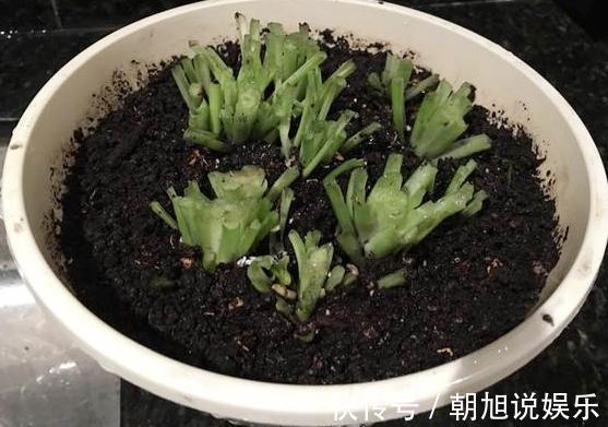 养护|下面4种花枯死也别扔，叶子全剪掉，“新芽”1个月后就窜出来